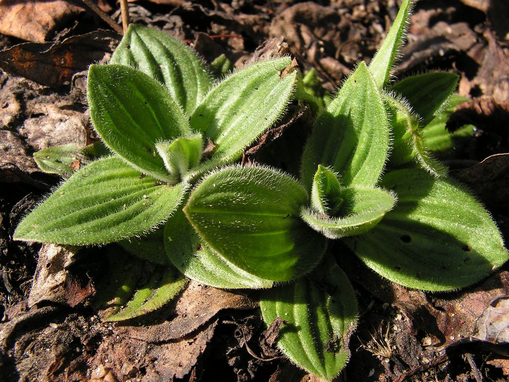 Image of Plantago media specimen.