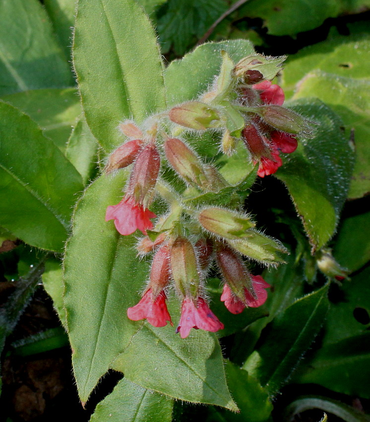 Image of Pulmonaria rubra specimen.