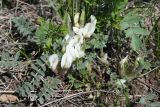 Astragalus testiculatus. Цветущее растение. Восточный Казахстан, Уланский р-н, сопки в окр. с. Украинка. 26.04.2012.