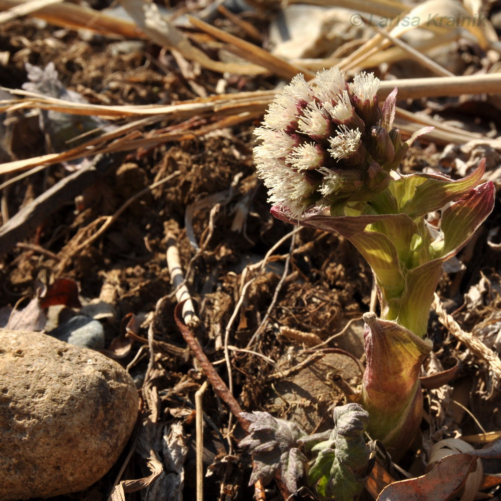 Изображение особи Petasites tatewakianus.