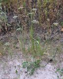 Pimpinella saxifraga. Цветущее растение. Московская обл., Шатурский р-н, окр. пос. Туголесский Бор. 10.07.2012.