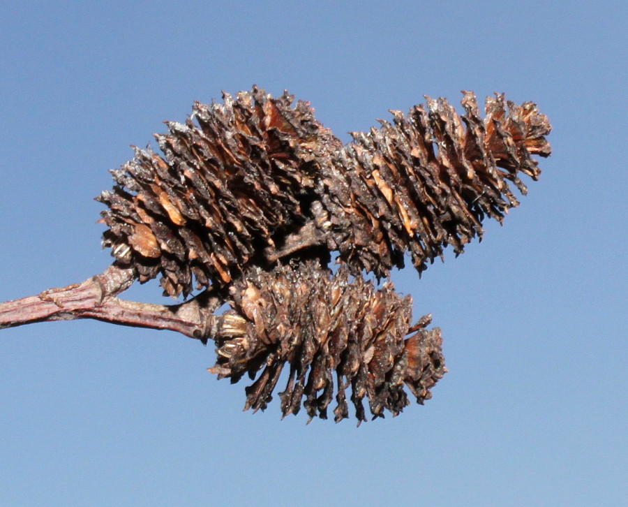 Изображение особи Alnus hirsuta.