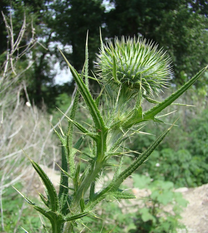 Image of Cirsium vulgare specimen.