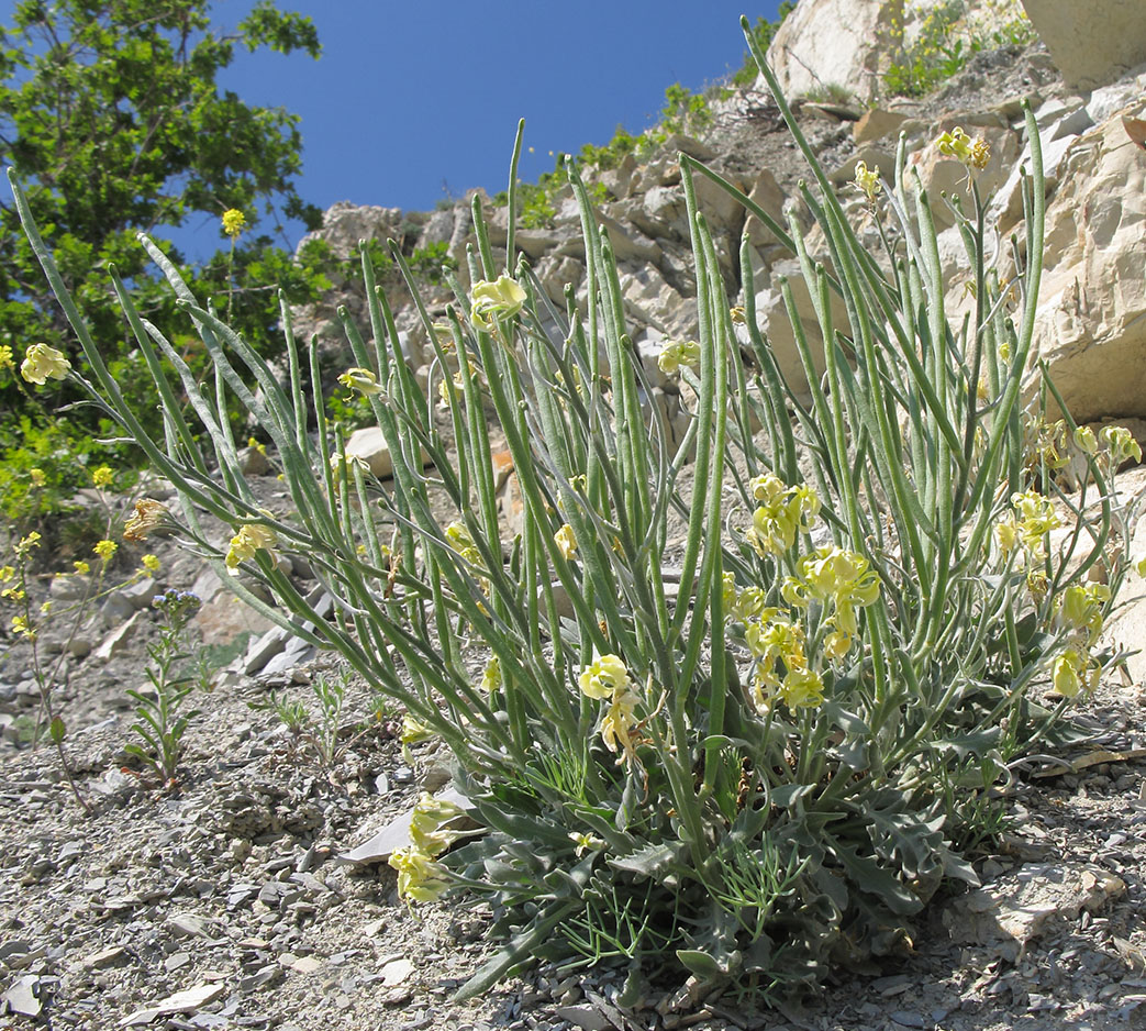 Image of Matthiola odoratissima specimen.