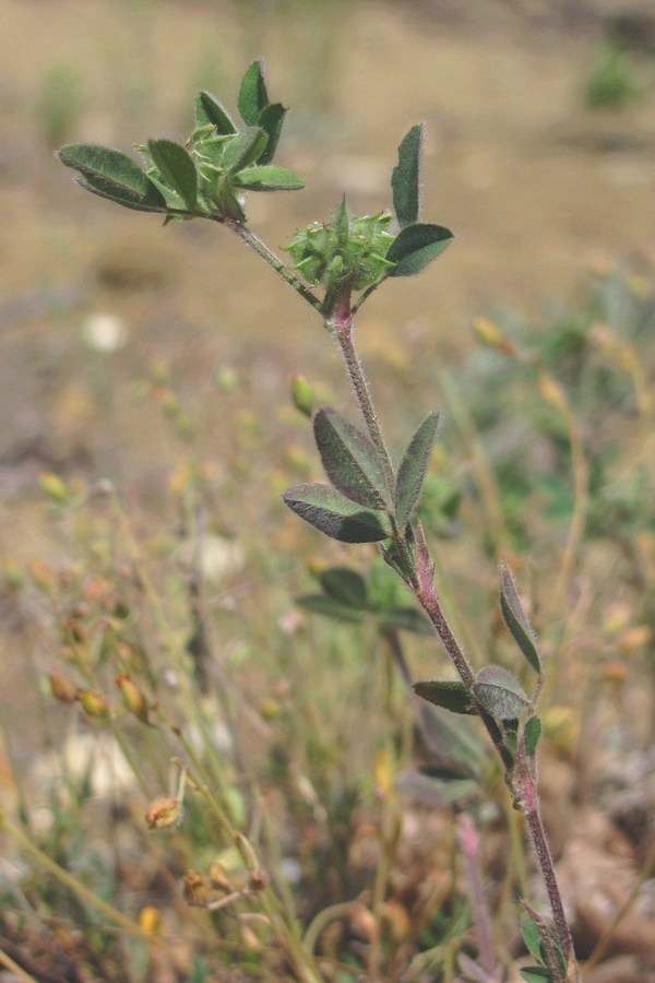 Image of Melilotoides brachycarpa specimen.