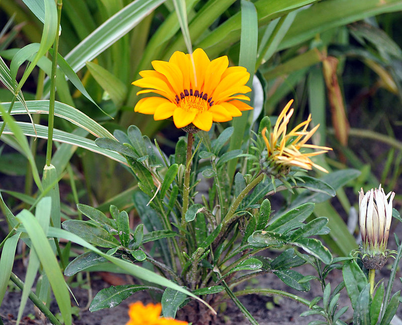 Image of Gazania &times; hybrida specimen.