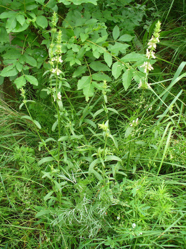 Image of Stachys recta specimen.