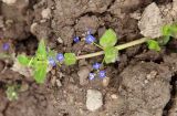 Veronica subspecies muscosa