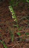 Epipactis persica