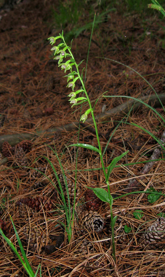 Изображение особи Epipactis persica.