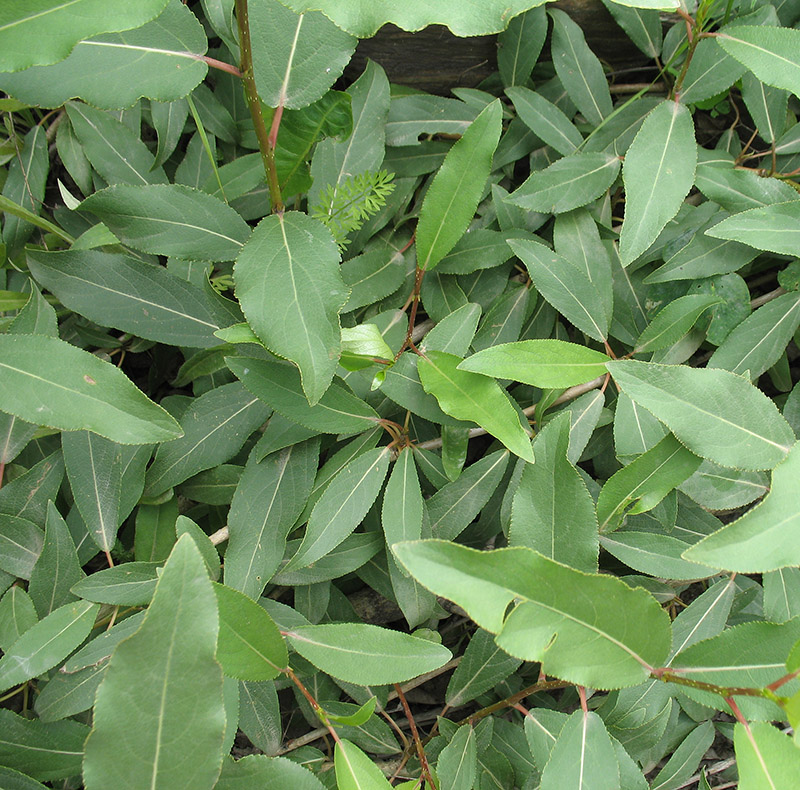 Изображение особи Populus laurifolia.