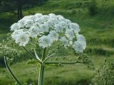 Heracleum dissectum