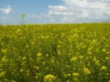 Sisymbrium loeselii