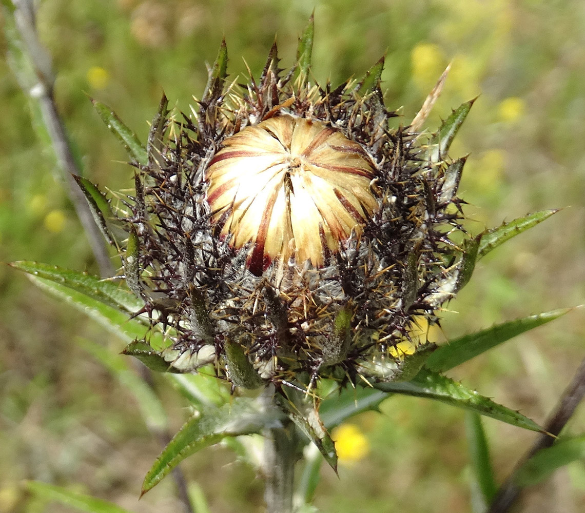 Изображение особи Carlina intermedia.