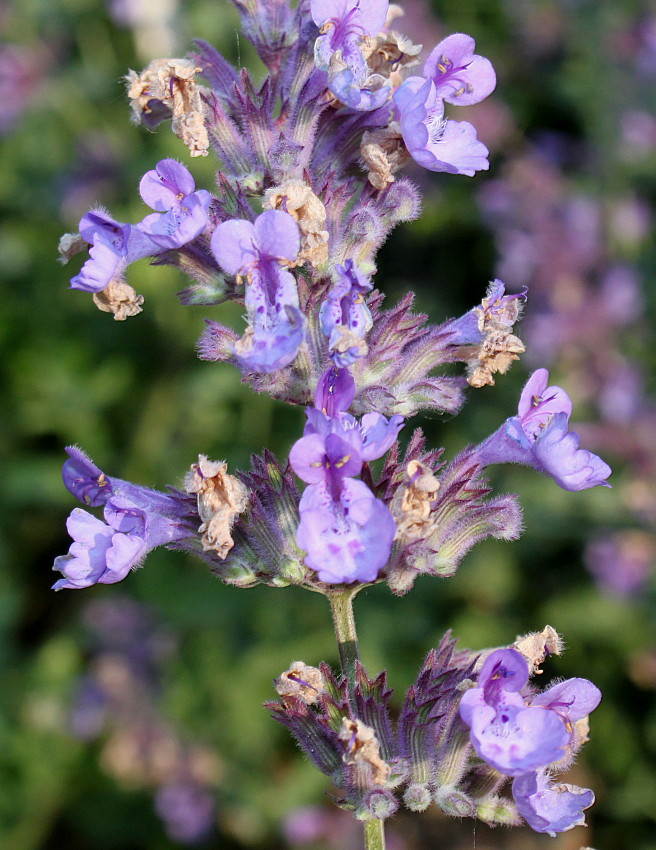 Image of Nepeta racemosa specimen.