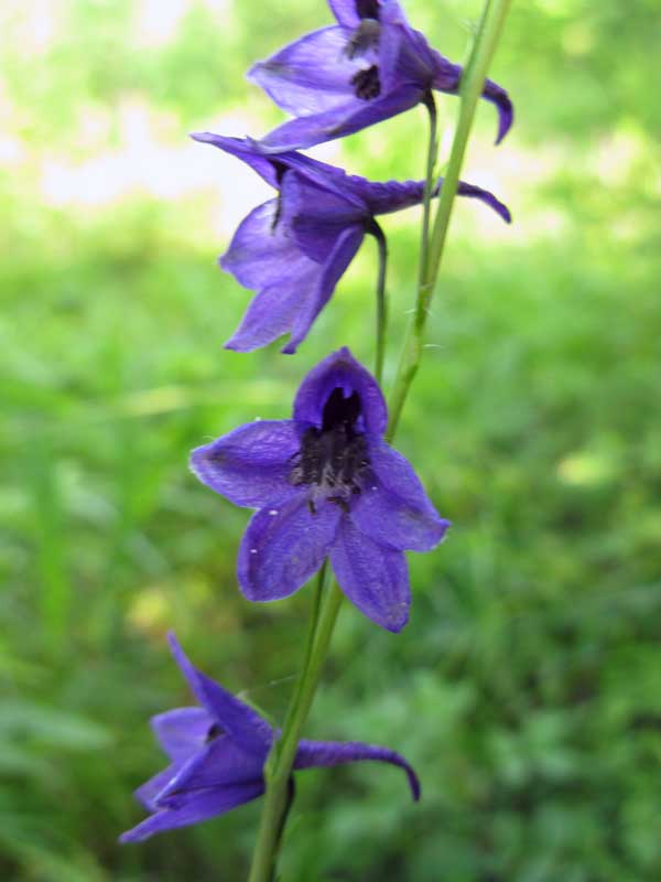 Изображение особи Delphinium crassifolium.