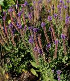 genus Salvia. Цветущие и плодоносящие растения. Германия, г. Дюссельдорф, Ботанический сад университета. 03.07.2014.