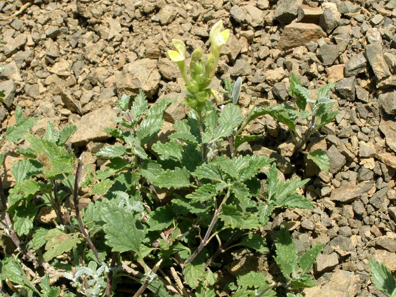 Image of Scutellaria adenostegia specimen.