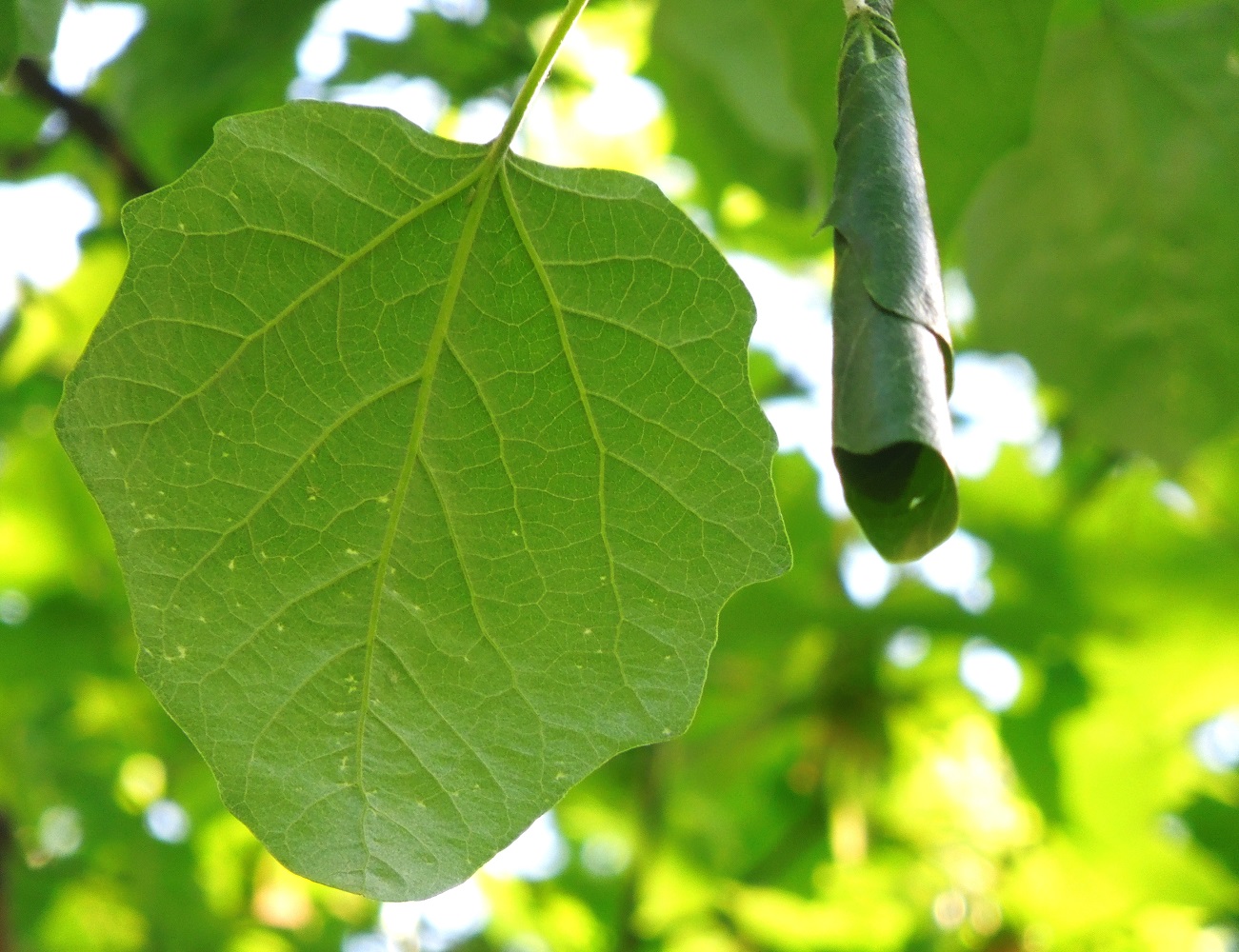 Изображение особи Populus &times; canescens.