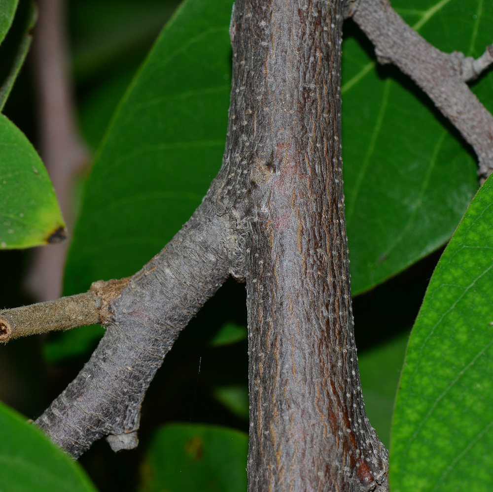 Image of Annona × atemoya specimen.