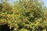 Crataegus chrysocarpa variety rotundifolia. Крона плодоносящего растения. Ярославская обл., г. Переславль-Залесский, дендрологический сад. 18.09.2014.