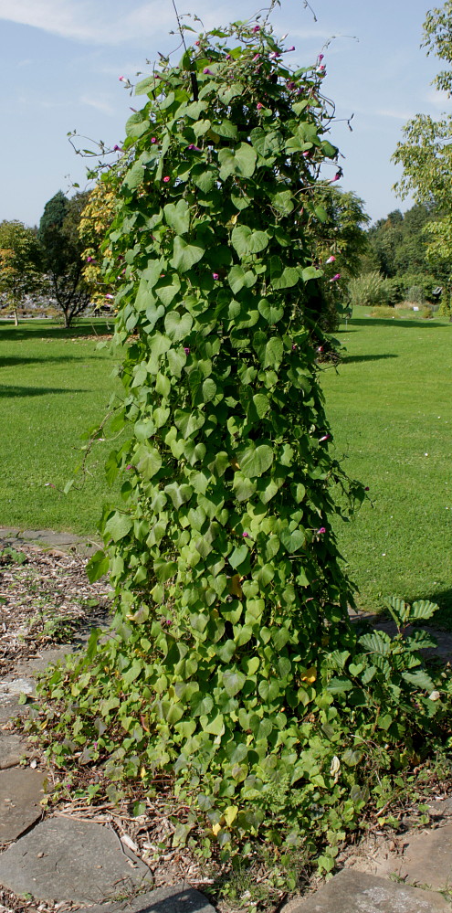 Изображение особи Ipomoea purpurea.