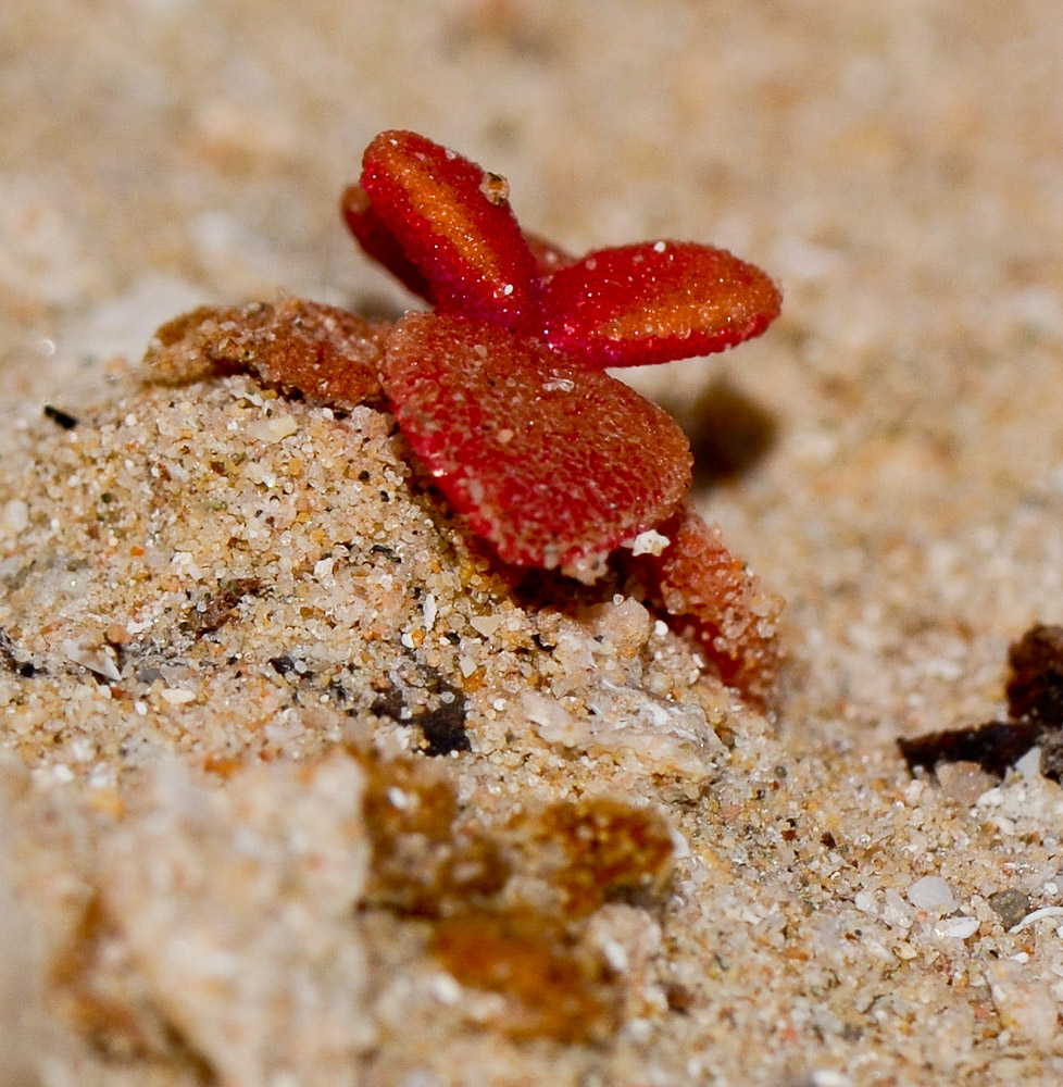Image of Mesembryanthemum crystallinum specimen.