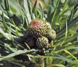 Cirsium heterophyllum