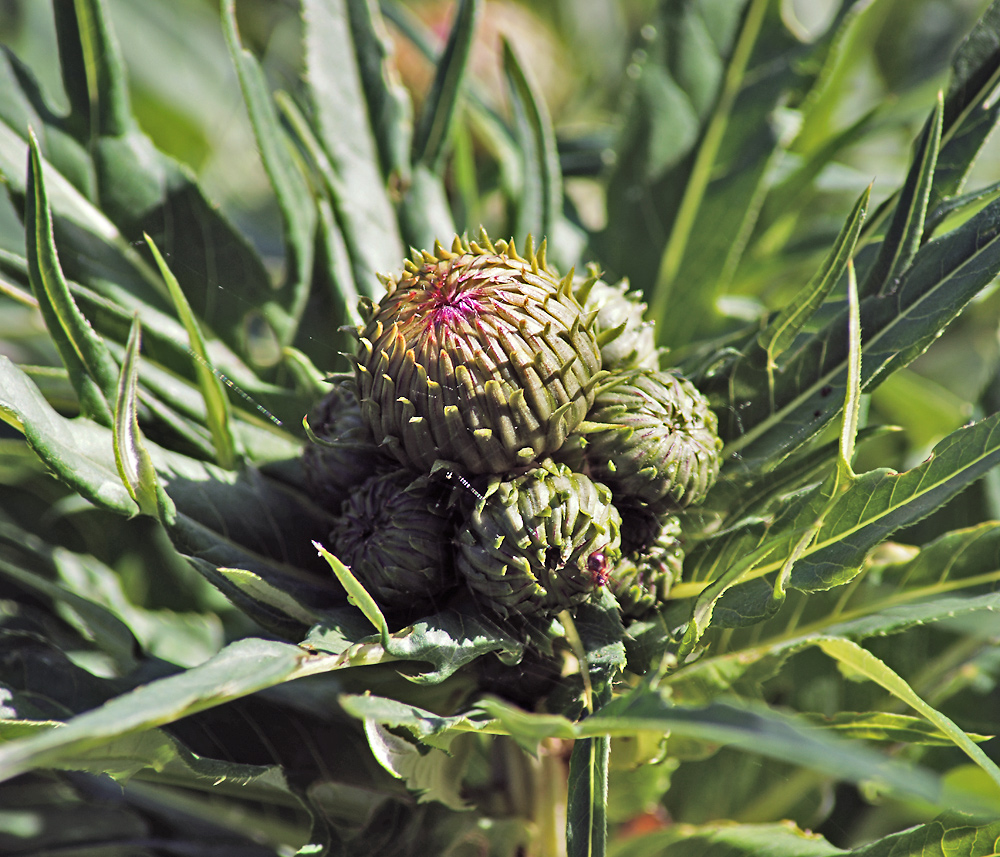 Image of Cirsium heterophyllum specimen.