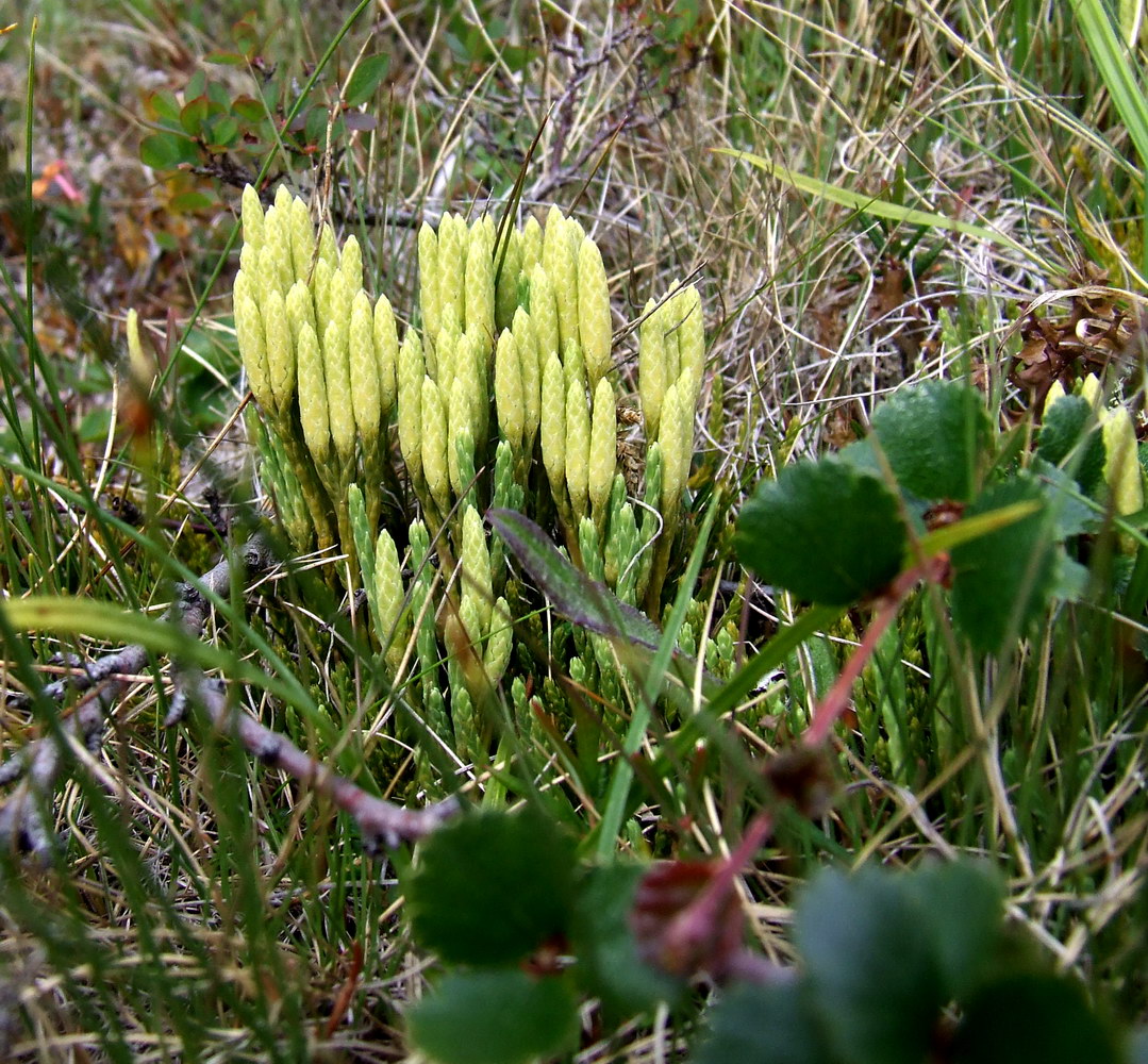 Image of Diphasiastrum montellii specimen.