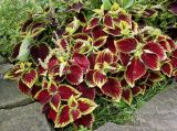 Coleus scutellarioides. Цветущее растение. Германия, г. Крефельд, Ботанический сад. 06.09.2014.