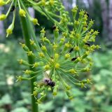 Heracleum sibiricum. Часть сложного зонтика с завязавшимися плодами. Челябинская обл., окр. г. Челябинск, Золотая горка, разнотравная поляна. 30.06.2014.