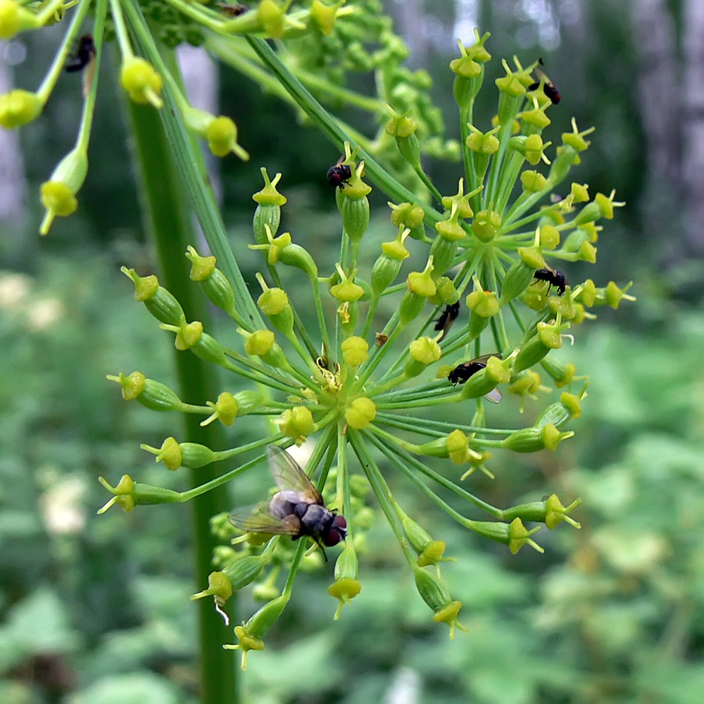 Image of Heracleum sibiricum specimen.