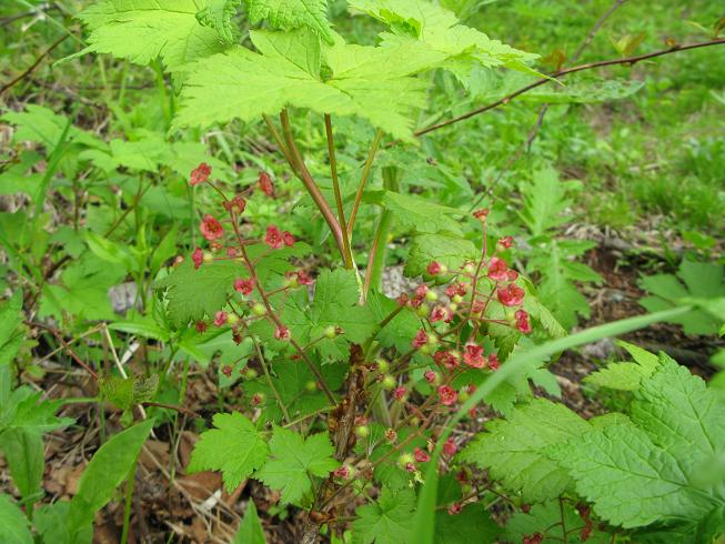 Изображение особи Ribes sachalinense.