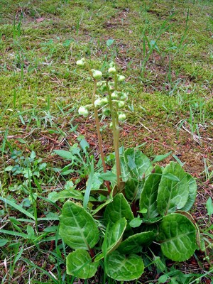 Image of Pyrola japonica specimen.