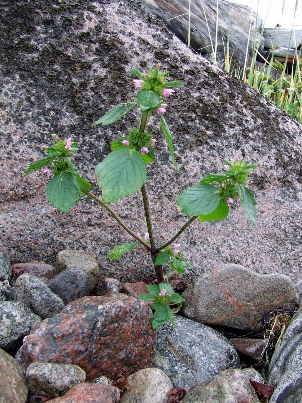 Image of Galeopsis bifida specimen.