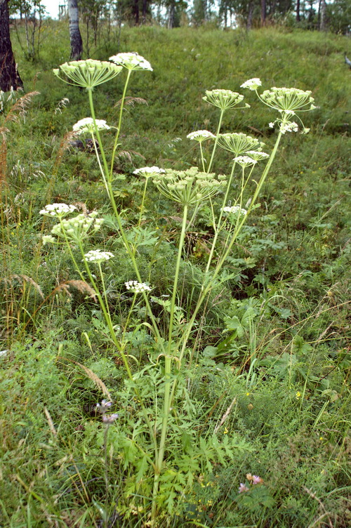 Image of Seseli libanotis specimen.