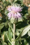 Cirsium incanum. Соцветие. Крым, окр. Евпатории, обочина дороги. 6 сентября 2009 г.