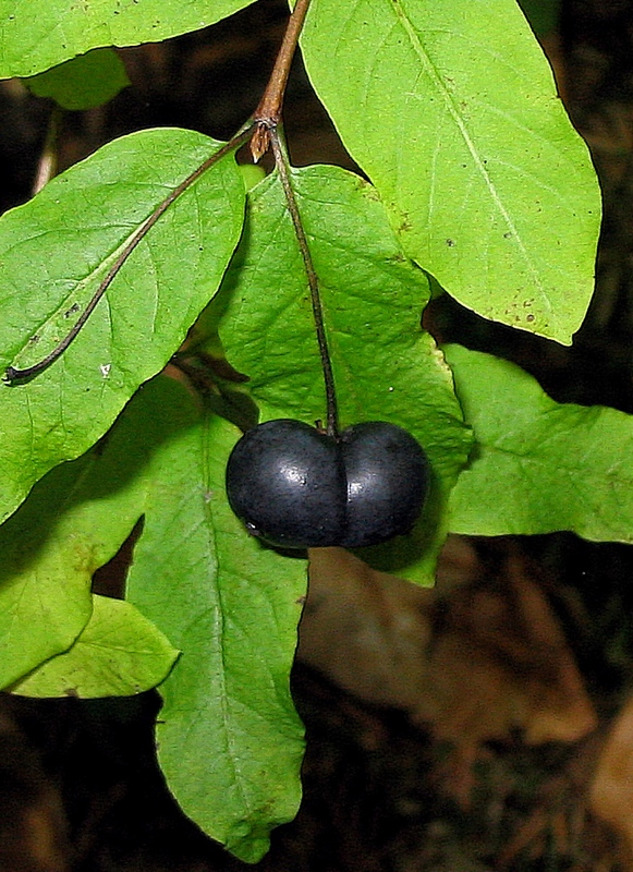 Image of Lonicera nigra specimen.