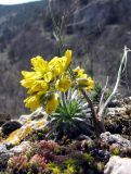 Draba cuspidata