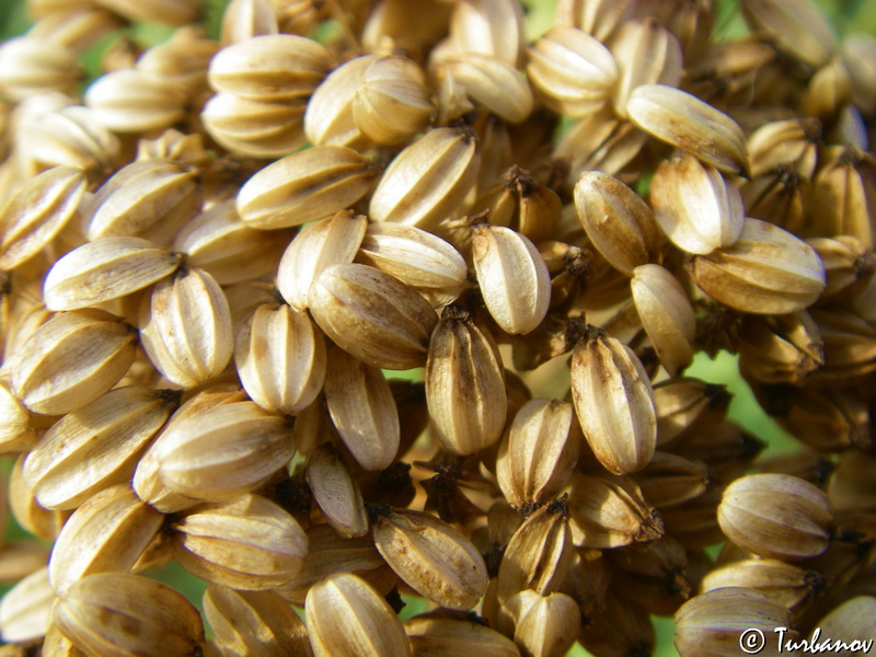 Image of Crithmum maritimum specimen.