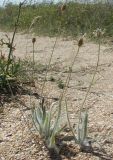 Plantago dubia. Цветущее растение. Видны очень густо и длинно опушённые листья. Крым, юг Арабатской стрелки, на ракушечнике в разреженном степном сообществе, середина июля.