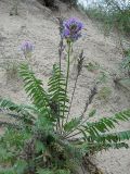 Oxytropis campanulata. Плодоносящее и повторно цветущее растение. Окр. Барнаула, Барнаульский ленточный бор, песчаный обрыв в сосновом лесу. 21.08.2009.