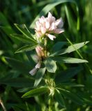 Trifolium разновидность albiflorum