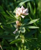 Trifolium lupinaster разновидность albiflorum