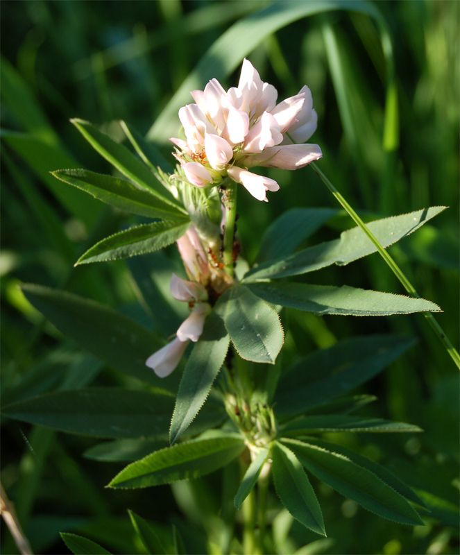 Image of Trifolium lupinaster var. albiflorum specimen.