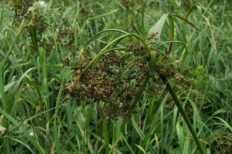 Изображение особи Scirpus sylvaticus.