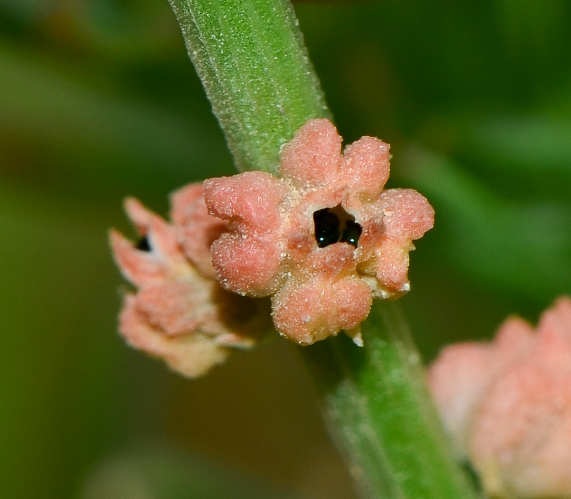 Изображение особи Oligomeris linifolia.