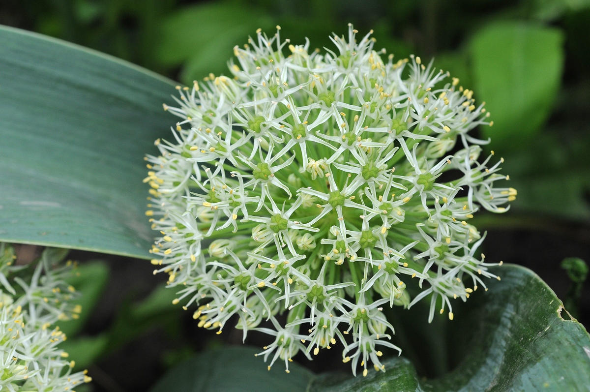 Image of Allium karataviense specimen.