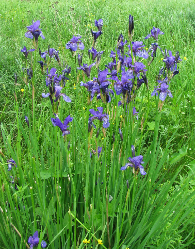 Изображение особи Iris sibirica.
